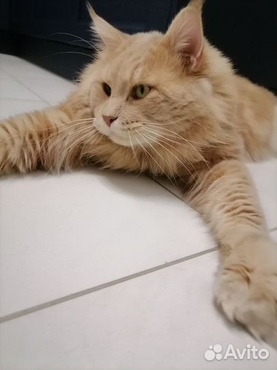 Мейн-кун вязка