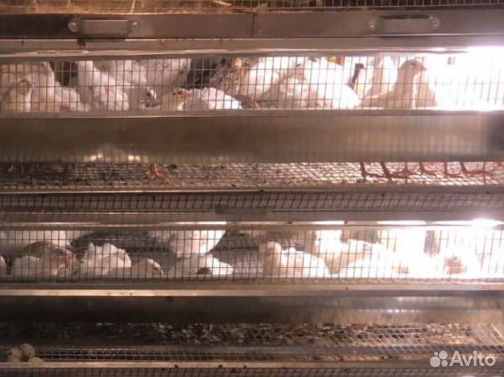 Перепела любого возраста