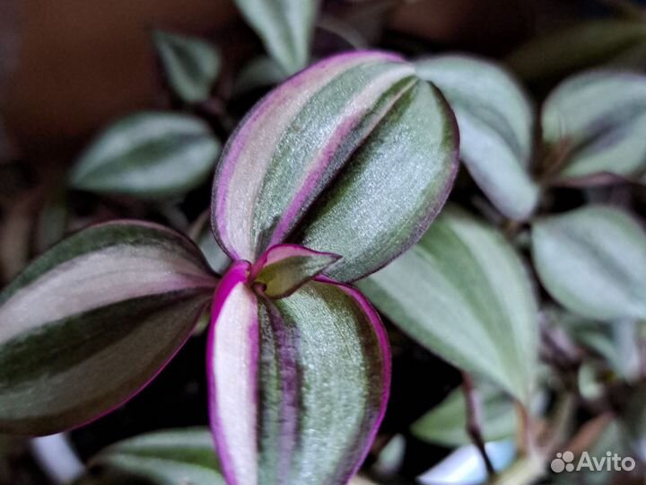 Традесканция триколор, роза