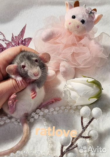 Крысята дамбо малышки девчонки
