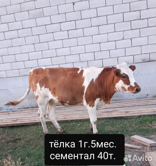 Телки
