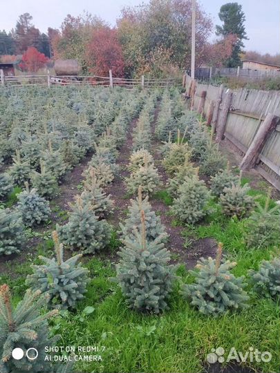 Саженцы ель голубая