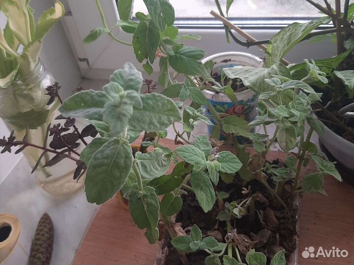 Мята перечная