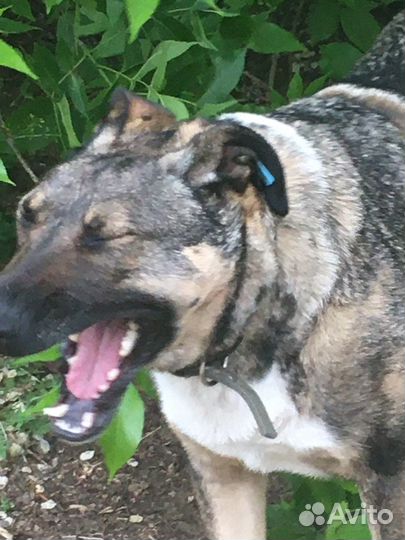 Собака-компаньон