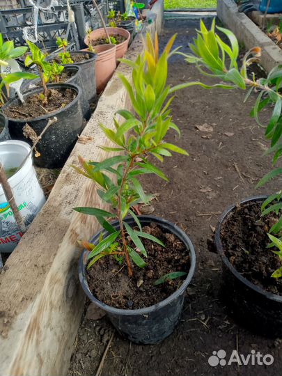 Калистемон