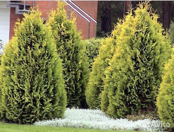 Туя западная Ауреоспиката или золотистокончиковая