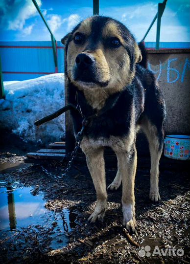 Собачка- мальчик Бубль