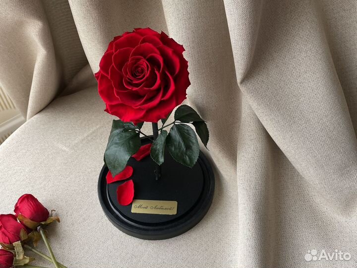 Живая вечная роза в стеклянной колбе