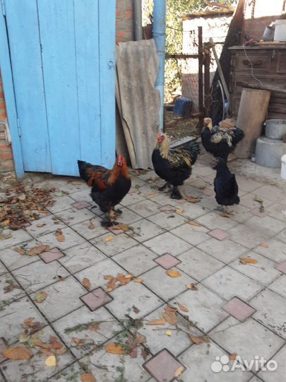 Куры домашние