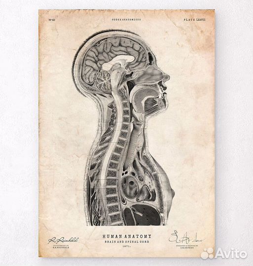 Репетитор по анатомии человека