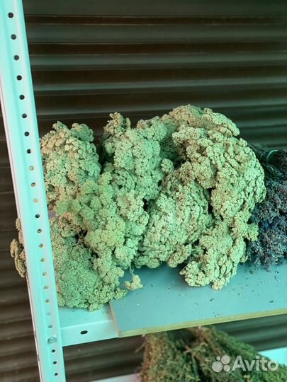 Тысячалистник