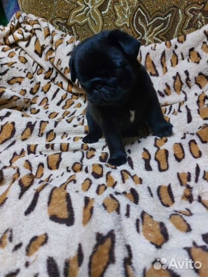 Щенки мопса