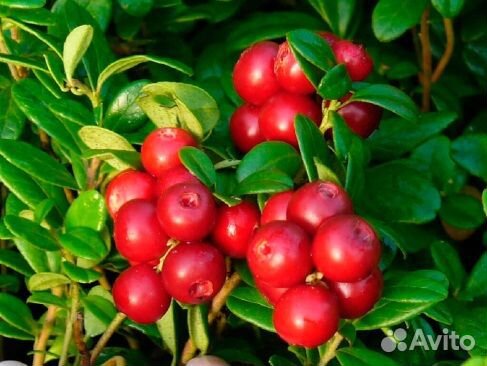 Брусника Рубин