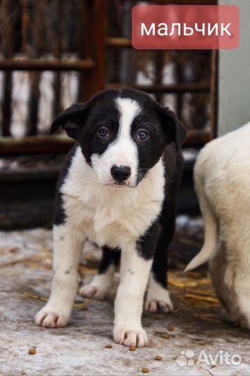 Щенок мальчик