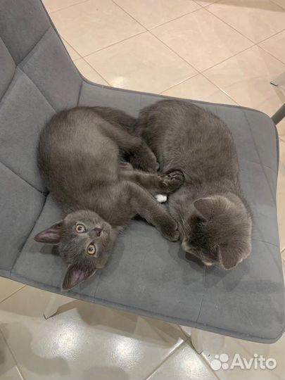 Котята крысоловы