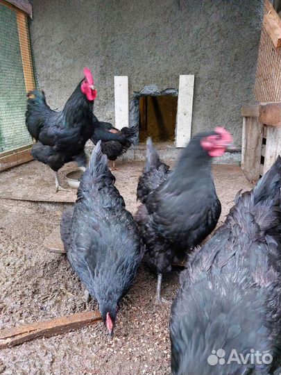 Инкубационное яйцо породистых кур мясной породы