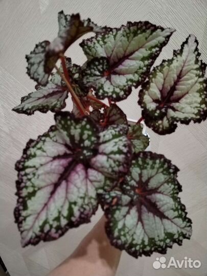 Бегонии сортовые