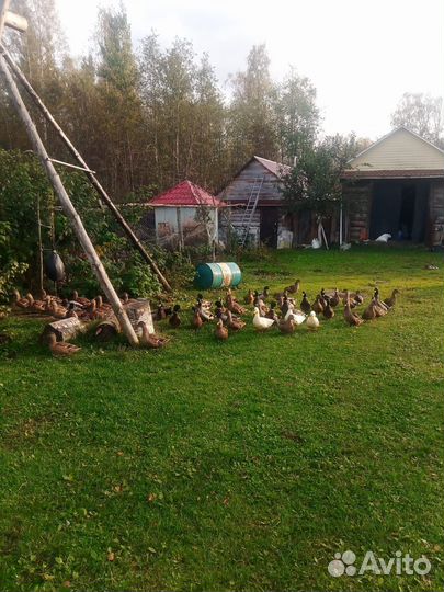 Подсадные утки, селезни