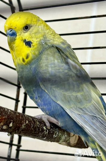 Волнистый попугай