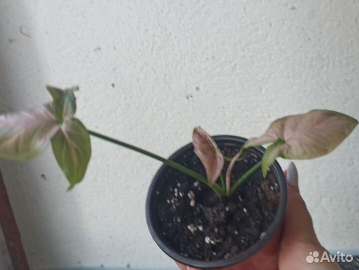 Сингониум Регина ред