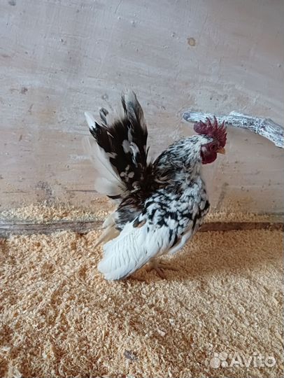 Серама петухи