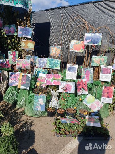 Саженцы плодовых деревьев и декоративных культур