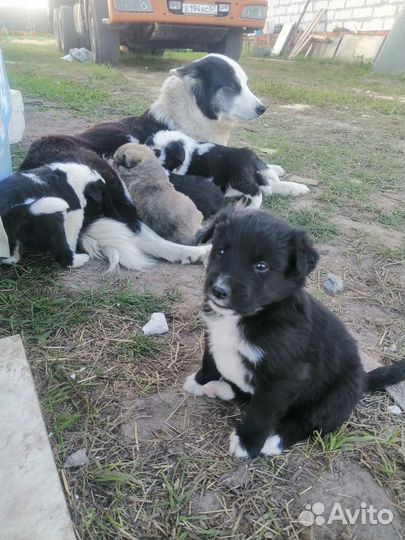 Щенки