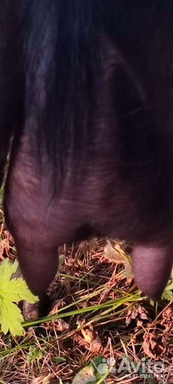 Козочка 50/50, козлята, кролики