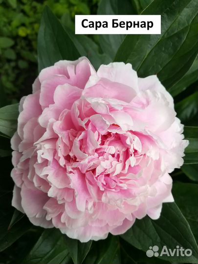 Пионы сортовые