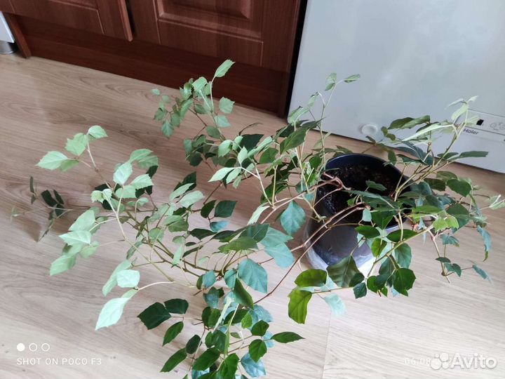 Комнатный цветок Березка