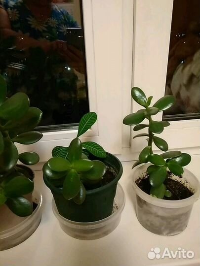 Толстянка или денежные деревья