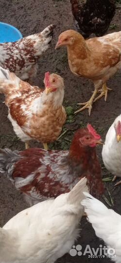 Молодые петушки