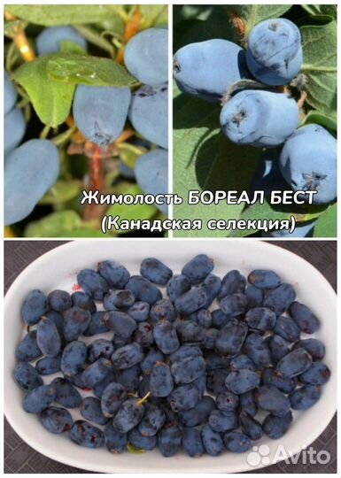 Жимолости канадской селекции и традиционные сорта