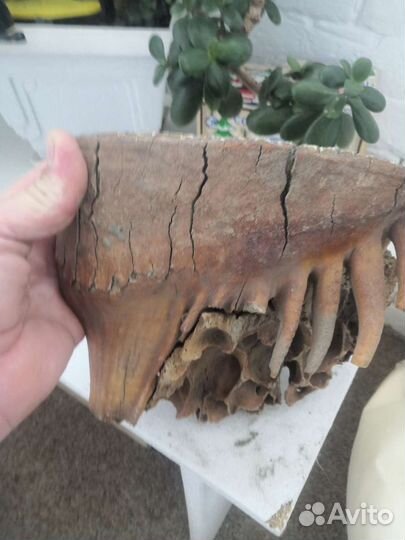 Зуб древнего шерстистого мамонта