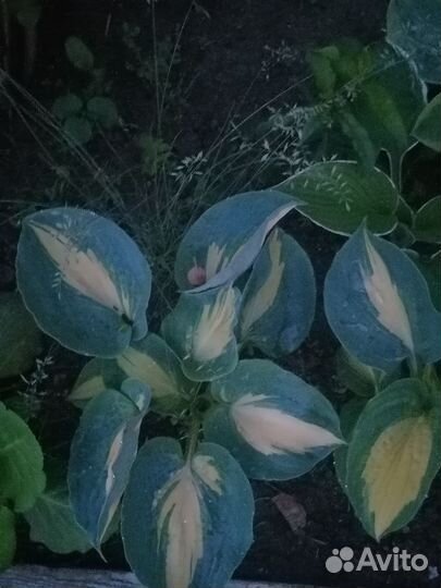 Хосты (разные сорта)