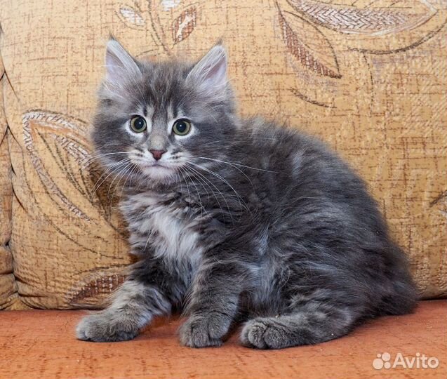 Котята Курильский бобтейл