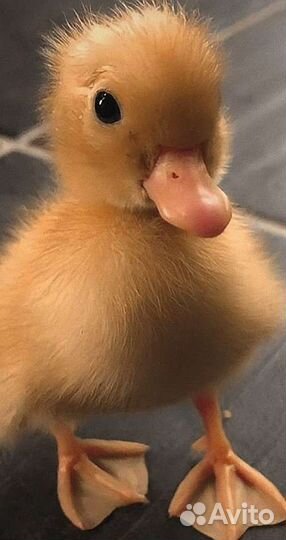 Утята бройлерной утки SK-6 суточные и подрощенные
