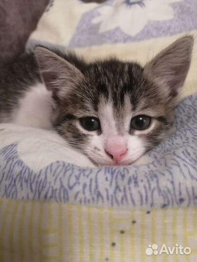 Котёнок девочка в дар бесплатно