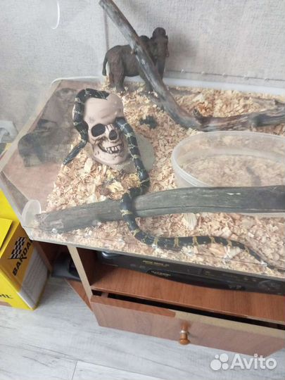 Змея Амурский полоз