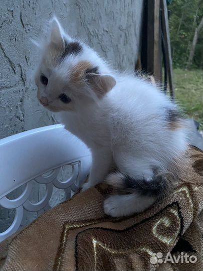 Котята в добрые руки даром