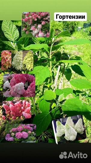 Саженцы декоративных растений