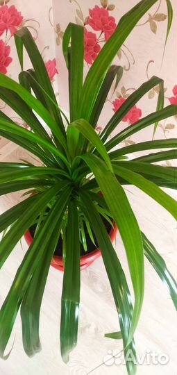 Пальма панданус