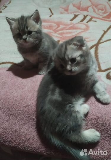 Шотландские котята