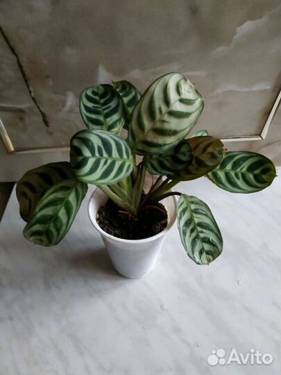 Комнатные растения