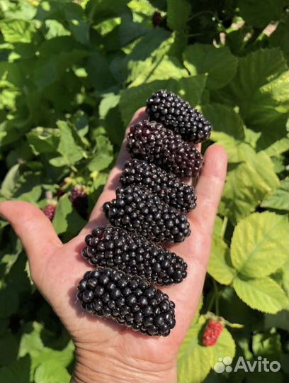 Саженцы ежевики без шипов Коламбия Гиант