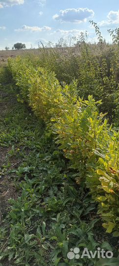 Сеянцы декоративных растений