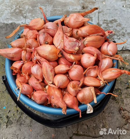 Лук Севок Шалот (Семейный)