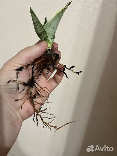 Сансевиерия сортовая