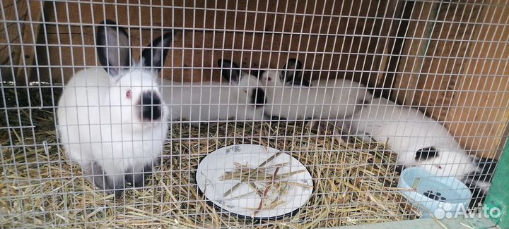 Калифорнийские кролики