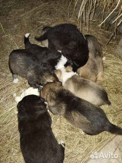 Щенки